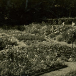 Summerfield House - lower terrace after bedding out 1910-12