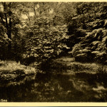 Summerfields - pond in the woods.