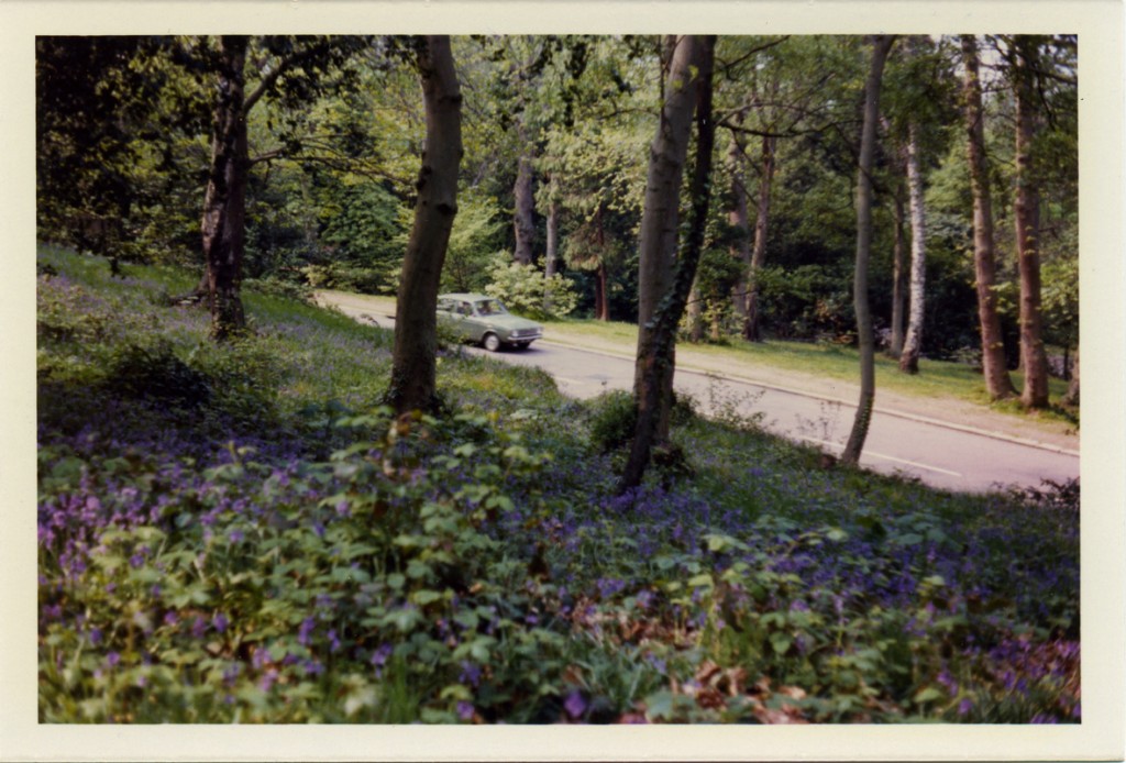 Alexandra Park - bluebell woods (Frank Letchford, May 1972)