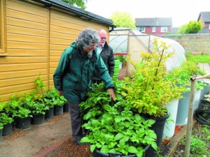 Sue Thomson of Bohemia Walled Garden Association