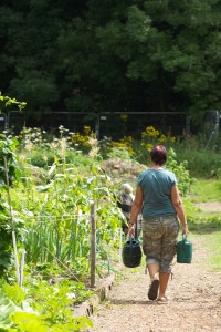 Chris M carrying water. This can be collected from a pond conveniently situated just outside the entrance to the garden. There are also a couple of sheds in the garden and run-off from these is collected in a pair of large tanks. 