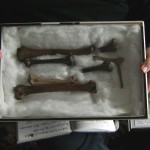 Dodo bones - property of Ralfe Whistler