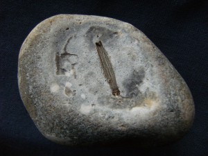 Fossil sea urchin