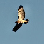 Hawk over St John's, Bohemia, New York