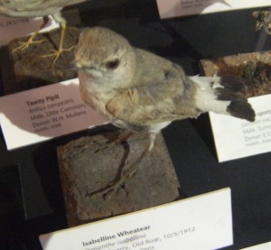 Isabelline Wheatear