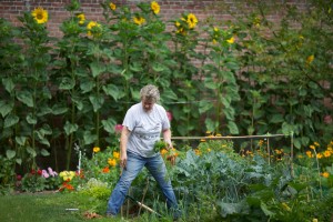 Lesley Bruce in vegetable patch. Courgettes, runner beans, strawberries, onions, sweetcorn, yellow vine tomatoes, red tomatoes, squash, beetroot and round beans were all seen on our vist. 