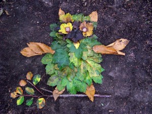 A Leafy Owl