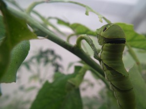 Swallowtail caterpillar – by Luke Garvey, photo taken using a Fujifilm Finepix HS10