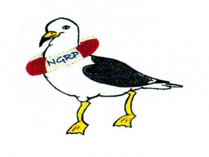 Seagull rescue