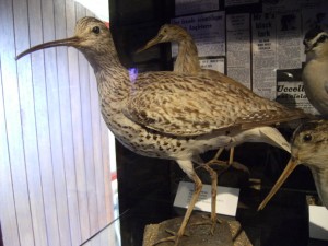 A Slender-billed Curlew – on view at Hastings Museum