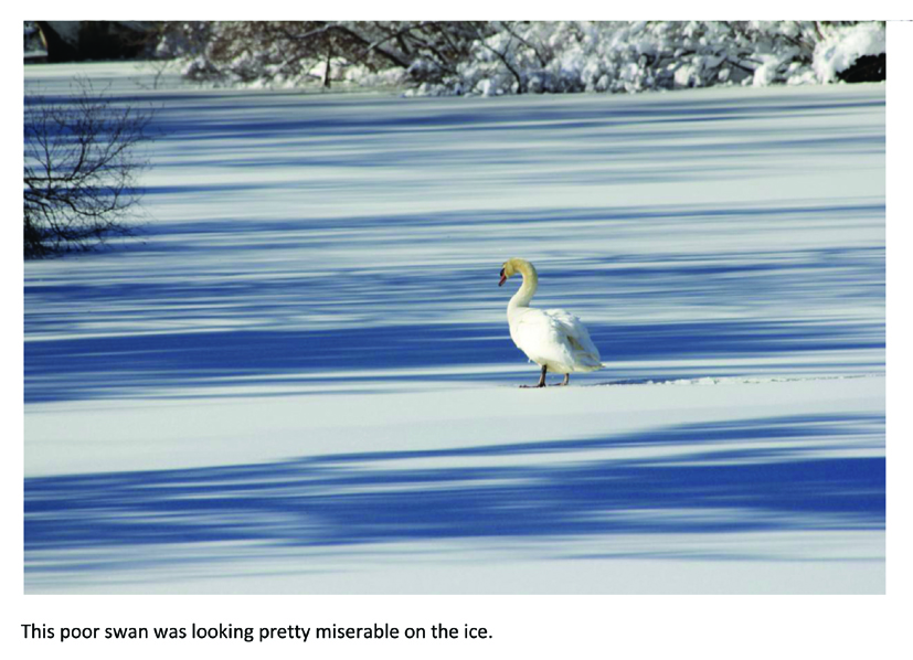 Swan on frozen lake, Bohemia, New York. Photo by Diane Haberstroh, Feb 2013
