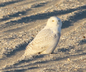 Snowy Owl, Long Island, New York, Dec 2013.