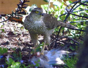 Sparrowhawk in St Helen's Road garden