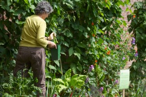 BWGA secretary Sue Thomson collecting beans 