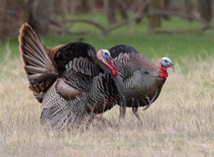 Wild Turkeys