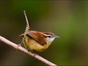 Carolina wren