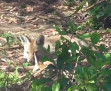 Fox cub in Bohemia June 2014