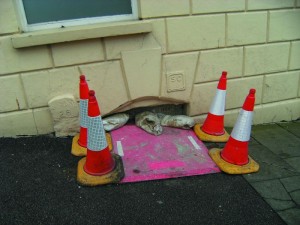 Trapdoor at corner Tower and Bohemia Roads